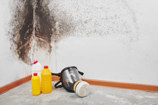 Best Industrial Mold Remediation in Albany, WI