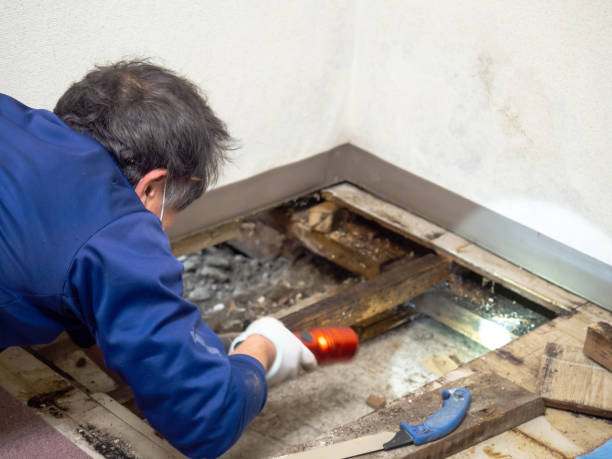 Best Post-Flood Mold Remediation in Albany, WI