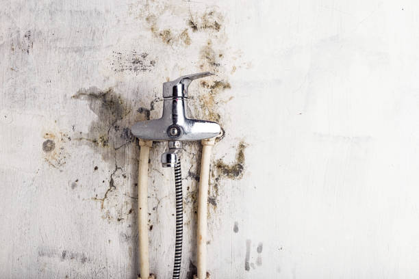 Best Post-Flood Mold Remediation in Albany, WI