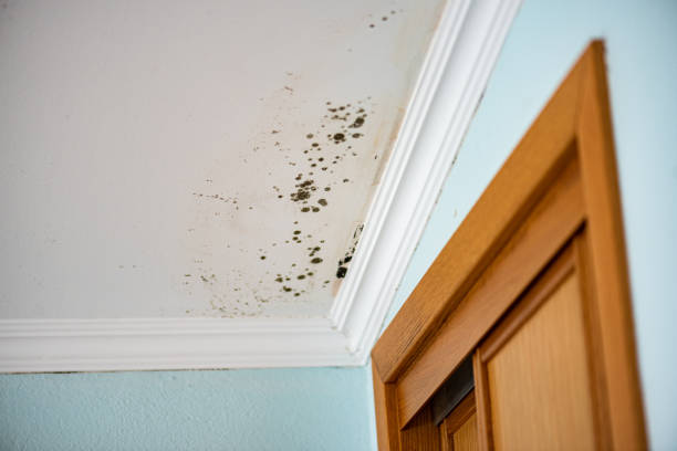 Best Kitchen Mold Remediation in Albany, WI