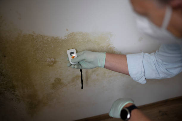 Best Mold Testing and Inspection Services in Albany, WI