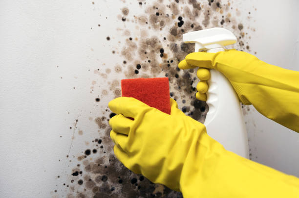 Best Black Mold Remediation in Albany, WI