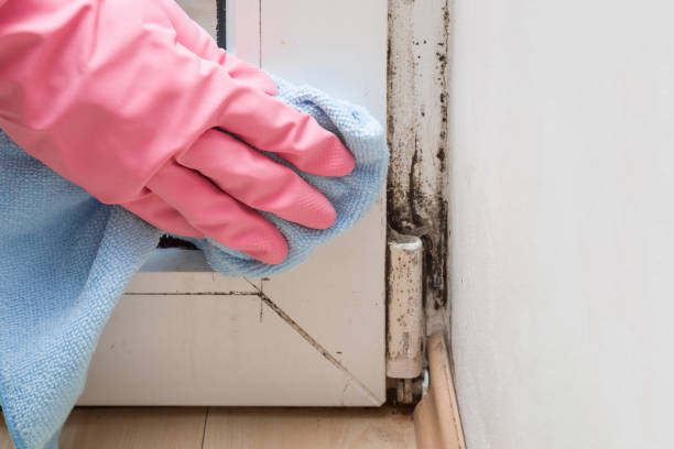  Albany, WI Mold Removal Pros